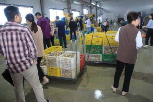 國家重點(diǎn)研發(fā)計(jì)劃 藍(lán)色糧倉科技創(chuàng)新 重點(diǎn)專項(xiàng) 重要水產(chǎn)養(yǎng)殖生物抗病和抗逆性狀的遺傳基礎(chǔ)與調(diào)控機(jī)制 項(xiàng)目中期檢查會(huì)在乳山召開